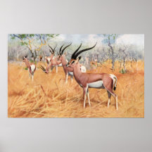 F.W. Kuhnert - Grants Gazelle Plakate