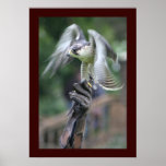 Falconry Posters