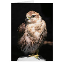 Falke II: Kundengerechte Karte