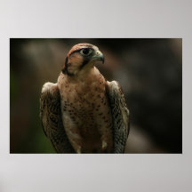 Falke Plakate