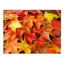 Fall-Baum verlässt Postkarten buntes Herbst-Blätte