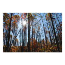 Fall-Baumdruck Fotografischer Druck