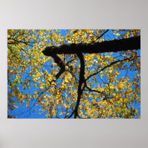 Fall-Bäume Posterdrucke