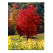 Fall-Bilder Postkarte