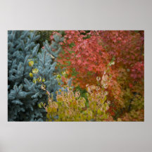 Fall-Farbe von Kiefern-St.-Brücke Posterdruck