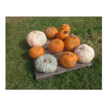 Fall-Herbst-Kürbis-Flecken Postkarten