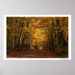 Fall in den Wald Posterdrucke