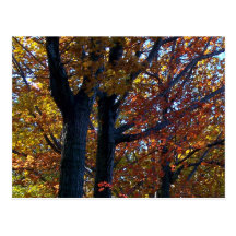 Fall-Zartheit Postkarte