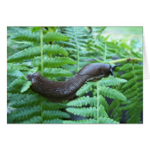 Farn-Schnecke Grußkarten