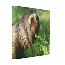 Fauler Sloth-Leinwand-Druck Leinwand Druck