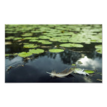 Feder in einem Teich Foto Druck