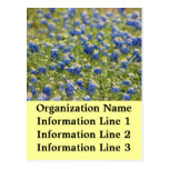 Feld 2013 von Kalender Bluebonnets Company Postkarte