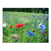Feld der Wildblumen Postkarten