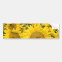 Feld des Sonnenblume-Autoaufklebers