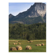 Felder mit freigekauftem Heu, Alberta, Kanada Postkarten