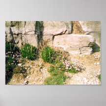 Felsen-Pflanzen Posterdrucke