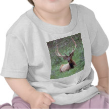 Felsiger Gebirgselche Shirts