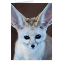 Fennec Fuchs Karte
