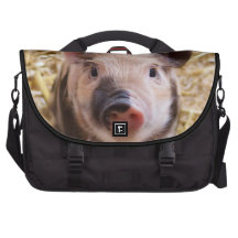 Ferkel