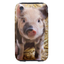 Ferkel iPhone 3 Tough Etuis