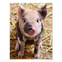 Ferkel Kunstphotos