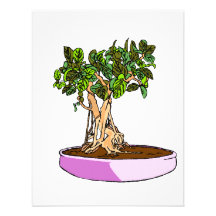 Ficus-Bonsais-lila Behälter Individuelle Ankündigung