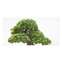 Ficusbonsais abgeschieden fotokarten