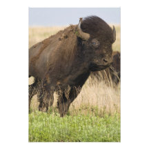 Fiesty junger Bisonstier beim Tallgrass Fotodrucke