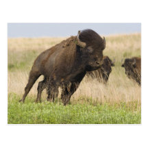 Fiesty junger Bisonstier beim Tallgrass Postkarten
