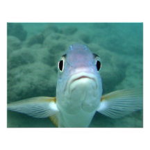 Fisch-Gesicht Individuelle Einladungen