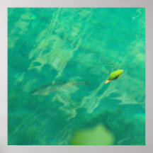Fisch Wasser fish water Plakatdruck