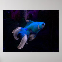 Fische Plakatdrucke