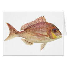 Fische - roter Brachsen - Chryosophrys guttuatus Grußkarte