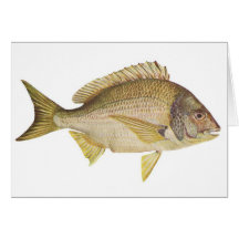 Fische - schwarzer Brachsen - Mylio australis Grußkarte