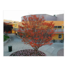 FlameTree Yerba Buena Postkarte