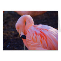 Flamingo-Karte