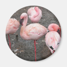 Flamingomagnet Magnets
