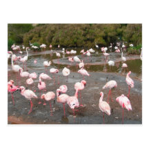 Flamingopostkarte