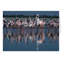 Flamingos Grußkarten