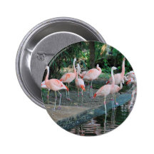 Flamingos im Park 1 Anstecknadelbuttons
