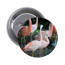 Flamingos im Park 2 Anstecknadel