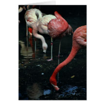 Flamingos Karten