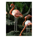 Flamingos Postkarten