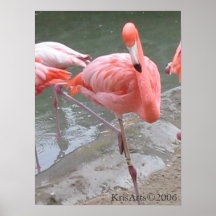 Flamingotanz Posterdrucke