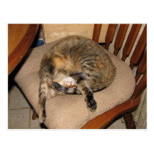 Flammen-Katzen-Nickerchen Postkarten