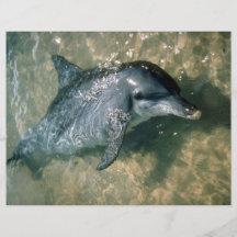 Flasche-gerochener Delphin Personalisierte Flyer