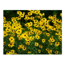 Flecken schwarzer mit Augen Susans Postkarte