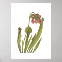 Fleisch fressende Pflanze - Sarracenia catesbaei Plakat