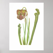 Fleisch fressende Pflanze - Sarracenia drummondii Plakatdrucke