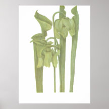 Fleisch fressende Pflanze - Sarracenia flava Posterdruck